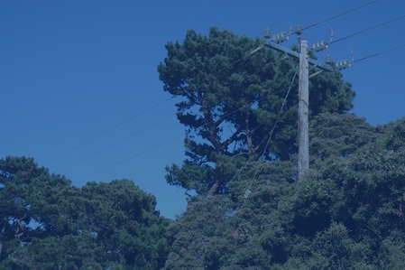 Electric utility co-op finds accuracy and efficiency in vegetation management with AiDASH