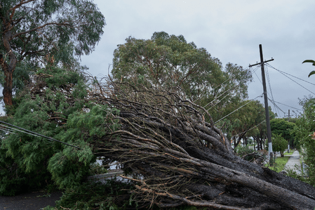 3 steps to lower the risk of hazard trees for electric utilities