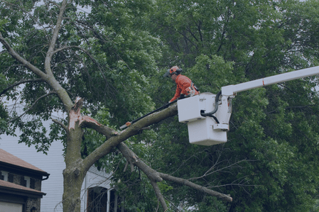 Danger and hazard trees: How climate change and invasive species impact tree health