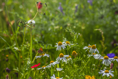What is biodiversity net gain (BNG) and why is it important?