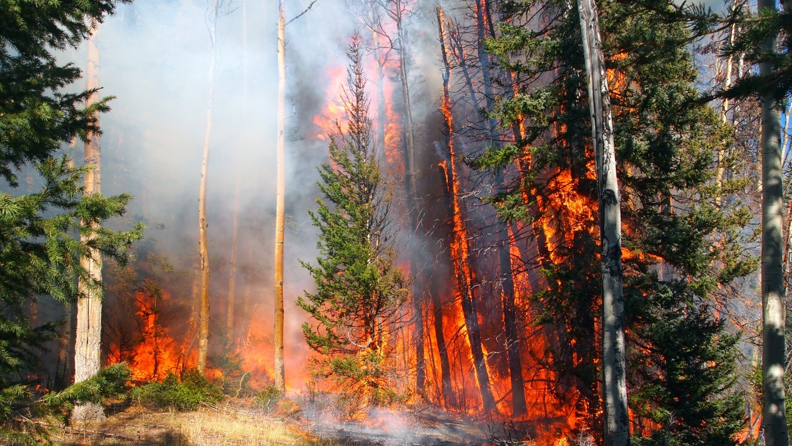 Wildfire and hazard trees risk detection using climate technology
