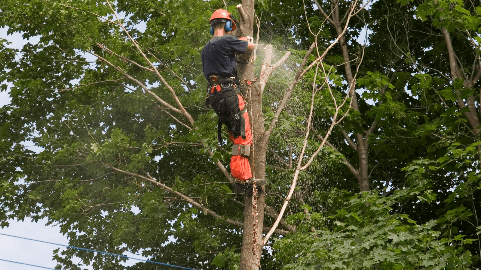 Tree crew cycle trim