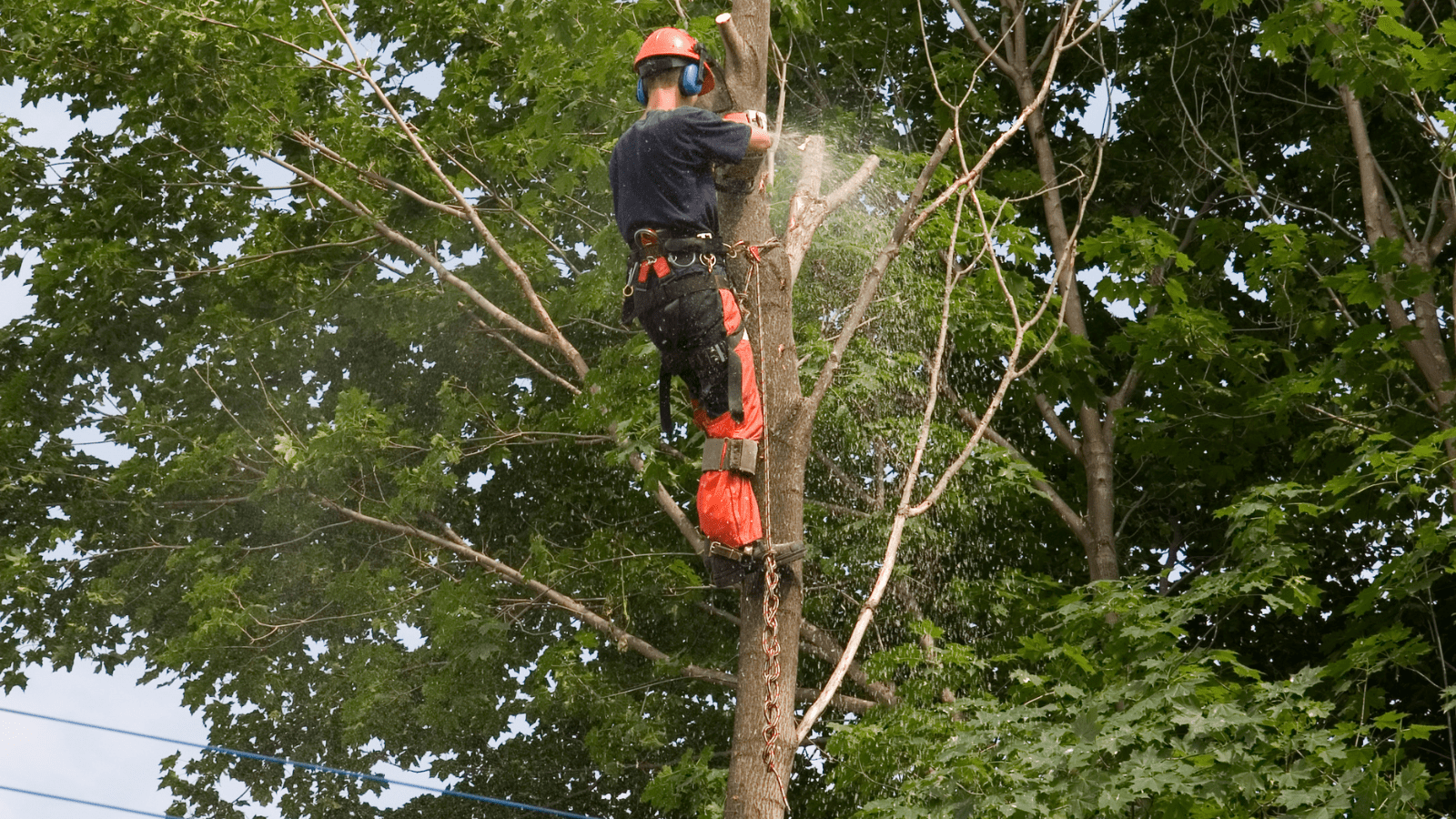 The vegetation manager’s advantage: Satellite-powered vegetation management