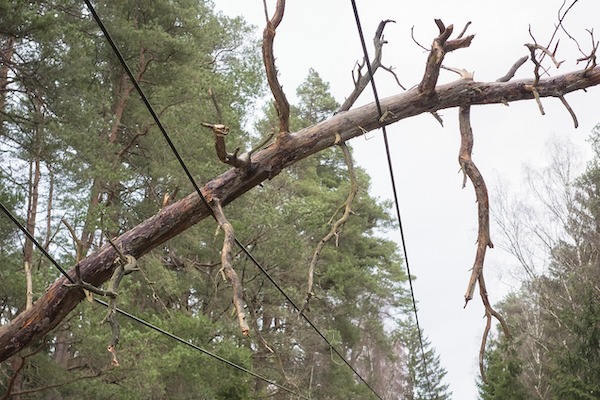 Ask the experts: What can you do about invasive tree species?