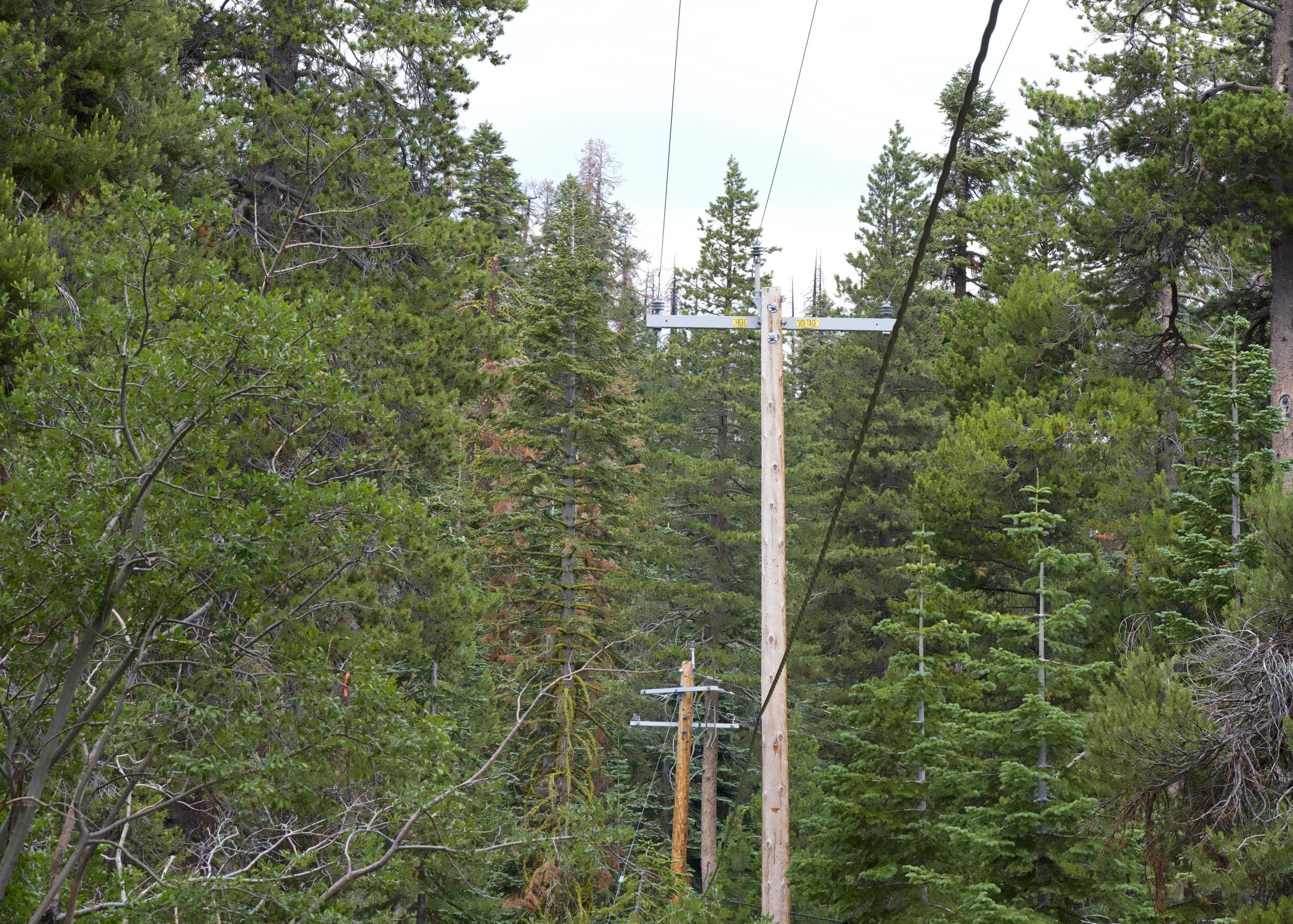 Let’s talk hazard trees: Mitigation is about more than just tree health