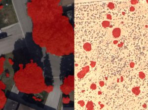 IVMS adds next-level tree detection with AI model upgrade